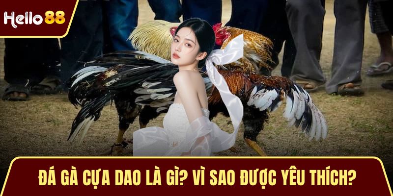 Đá gà cựa dao là gì? Vì sao được yêu thích?