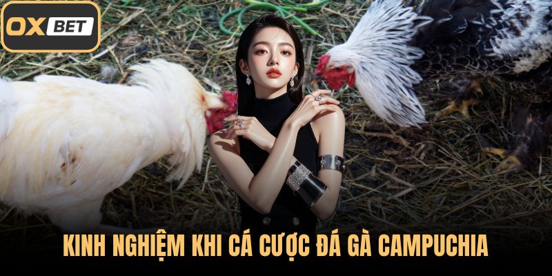 Kinh nghiệm khi cá cược đá gà Campuchia